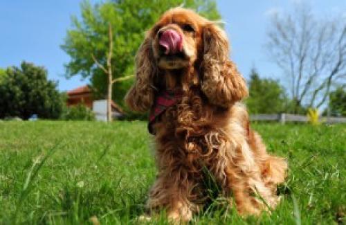 Как обеспечить надлежащий уход за ушами у спаниеля. Как правильно ухаживать за ушами кокер-спаниеля?