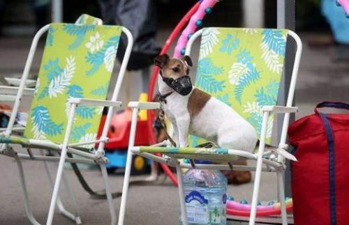 Кошки и COVID-19: факты и мифы о заражении кошек коронавирусом 02 Кошки и COVID-19: факты и мифы о заражении кошек коронавирусом 02