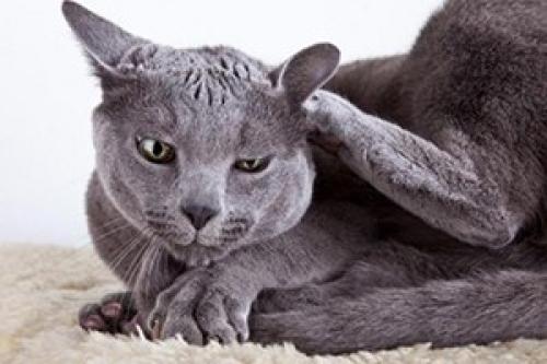 Ивермек для кошек. Эффективный Ивермек для кошек – яд для паразитов