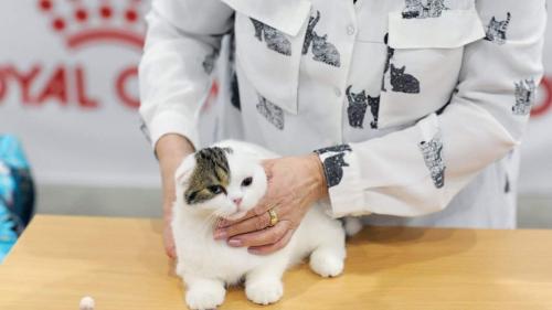 Коронавирус: могут ли животные стать источником инфекции для людей 05