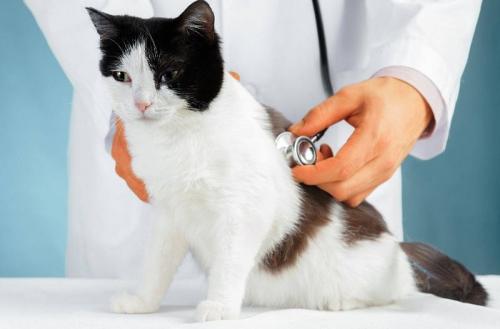 Могут ли кошки передавать коронавирус другим животным. Коронавирусная инфекция у кошек