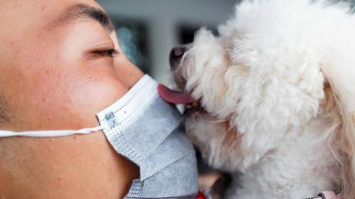 Коронавирус: могут ли животные стать источником инфекции для людей 01