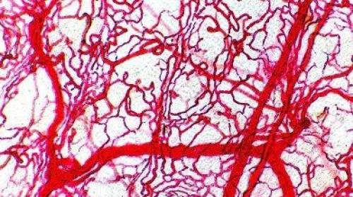 Застойные явления в малом тазу у мужчин. Застойные процессы в малом тазу