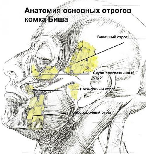 Как правильно проводить медовый массаж лица. Медовый массаж лица в домашних условиях 05 Как правильно проводить медовый массаж лица. Медовый массаж лица в домашних условиях 05