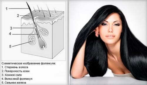 Как увеличить толщину волос на голове. Как укрепить волосы и сделать их густыми в домашних условиях 01 Как увеличить толщину волос на голове. Как укрепить волосы и сделать их густыми в домашних условиях 01