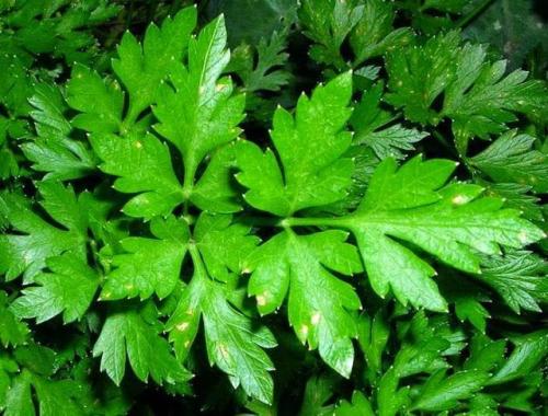 В каком твороге кальция больше. Для диеты только обезжиренный? Так как же выбрать творог для правильной диеты? Сначала важно понять, как его разделяют по степени жирности: 07 В каком твороге кальция больше. Для диеты только обезжиренный? Так как же выбрать творог для правильной диеты? Сначала важно понять, как его разделяют по степени жирности: 07