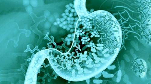 Подробный путеводитель по восстановлению микрофлоры кишечника 01 Подробный путеводитель по восстановлению микрофлоры кишечника 01