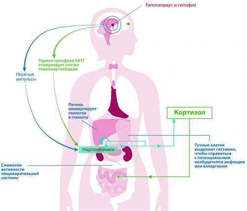 Стресс, как причина заболеваний ЖКТ: последствия и эффективные способы профилактики 01 Стресс, как причина заболеваний ЖКТ: последствия и эффективные способы профилактики 01