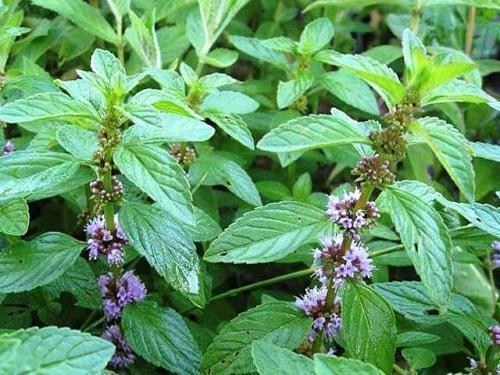 Отличия мяты и мелиссы. Мята и мелисса — в чем отличия?