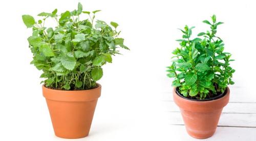 Отличия мяты и мелиссы. Мята и мелисса — в чем отличия? 04 Отличия мяты и мелиссы. Мята и мелисса — в чем отличия? 04