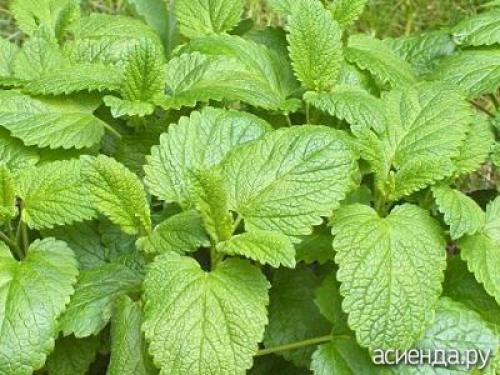 Что лучше успокаивает мята или мелисса. Мелисса лимонная