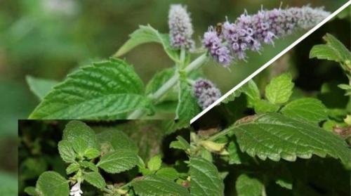 Лимонная мята и мелисса. В чем разница между мятой и мелиссой?