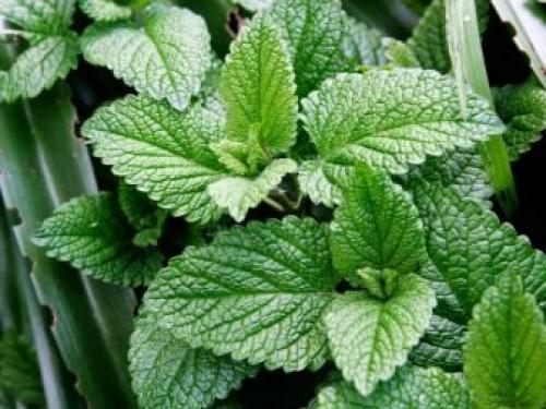 Описание мята ЛИМОННАЯ показания. Фармакологическое действие 05