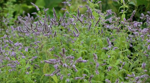 Сравнительное исследование мяты лесной. Определение флавоноидов и эфирного масла в растительно-лекарственном сырье на примере мяты 03 Сравнительное исследование мяты лесной. Определение флавоноидов и эфирного масла в растительно-лекарственном сырье на примере мяты 03