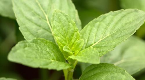 Сравнительное исследование мяты лесной. Определение флавоноидов и эфирного масла в растительно-лекарственном сырье на примере мяты 04 Сравнительное исследование мяты лесной. Определение флавоноидов и эфирного масла в растительно-лекарственном сырье на примере мяты 04