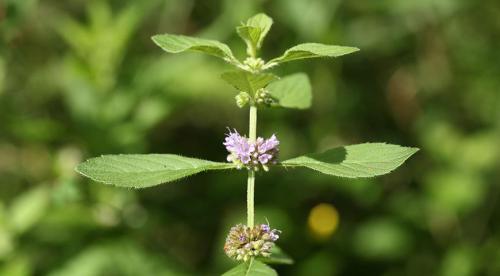 Сравнительное исследование мяты лесной. Определение флавоноидов и эфирного масла в растительно-лекарственном сырье на примере мяты 07 Сравнительное исследование мяты лесной. Определение флавоноидов и эфирного масла в растительно-лекарственном сырье на примере мяты 07