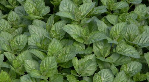 Сравнительное исследование мяты лесной. Определение флавоноидов и эфирного масла в растительно-лекарственном сырье на примере мяты 01 Сравнительное исследование мяты лесной. Определение флавоноидов и эфирного масла в растительно-лекарственном сырье на примере мяты 01