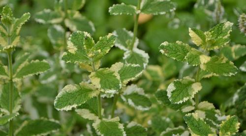 Сравнительное исследование мяты лесной. Определение флавоноидов и эфирного масла в растительно-лекарственном сырье на примере мяты 05 Сравнительное исследование мяты лесной. Определение флавоноидов и эфирного масла в растительно-лекарственном сырье на примере мяты 05