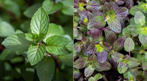 Сравнительное исследование мяты лесной. Определение флавоноидов и эфирного масла в растительно-лекарственном сырье на примере мяты 02 Сравнительное исследование мяты лесной. Определение флавоноидов и эфирного масла в растительно-лекарственном сырье на примере мяты 02