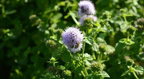 Сравнительное исследование мяты лесной. Определение флавоноидов и эфирного масла в растительно-лекарственном сырье на примере мяты 06 Сравнительное исследование мяты лесной. Определение флавоноидов и эфирного масла в растительно-лекарственном сырье на примере мяты 06