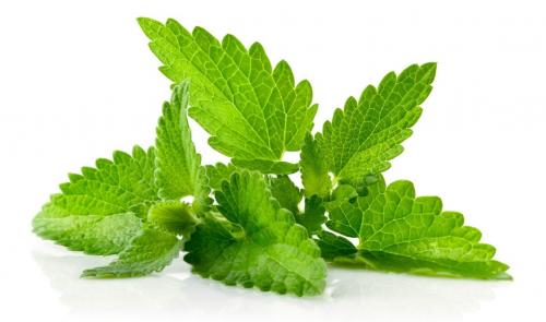 Мята и мелисса отличия. Мята и мелисса —, что это такое и отличия