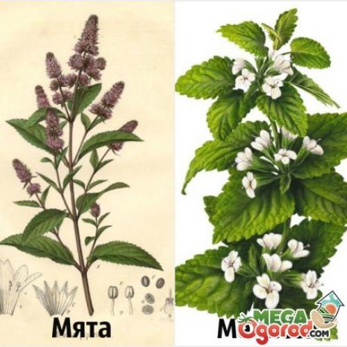 Мелисса и мята разница. Как отличить мяту от мелиссы по внешнему виду?