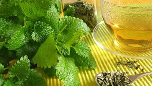 Разница между мятой и мелиссой. Различия в условиях выращивания 01