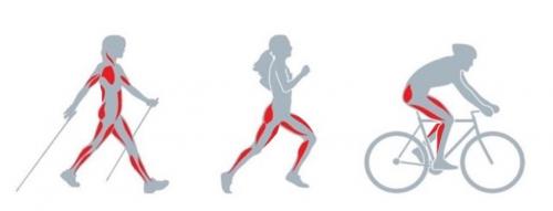 Техника скандинавской ходьбы для начинающих. Особенности техники ходьбы с палками