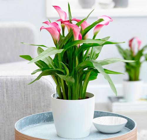 Каллы приметы и суеверия для дома. Калла