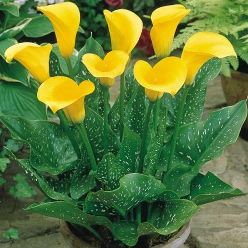 Можно ли дарить каллы на день рождения. Особенности цветка и поверья 02