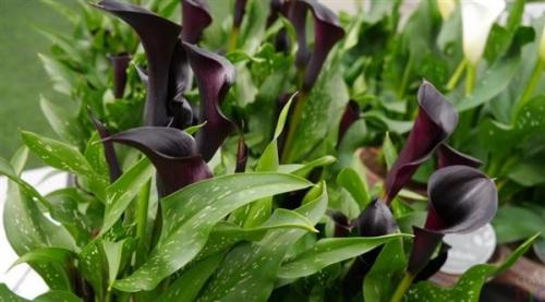 Можно ли дарить каллы на день рождения. Особенности цветка и поверья 01