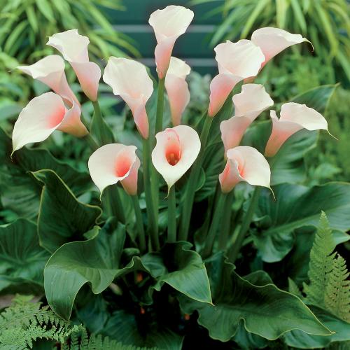 Можно ли дарить каллы на день рождения. Особенности цветка и поверья 09