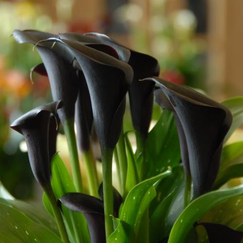 Можно ли дарить каллы? каллы. Суеверия и приметы 01