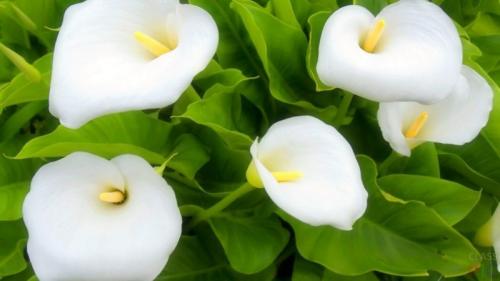 Что такое каллы. Прекрасная Калла: знамение смерти или талисман семейного счастья