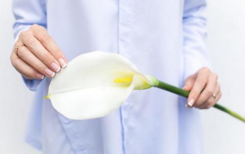 Цветок калла значение по фен шуй. Мистика калл: как цветы привлекают счастье и любовь (поверья и легенды) 02