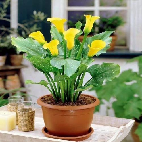 Как правильно пишется цветы каллы. Калла