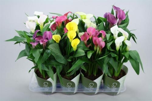 Как правильно пишется цветы каллы. Калла