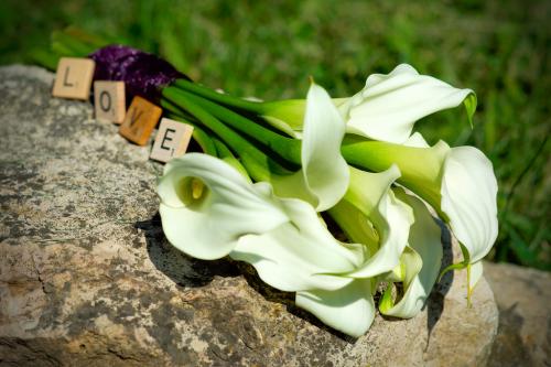 Цветок калла значение по фен шуй. Мистика калл: как цветы привлекают счастье и любовь (поверья и легенды) 07