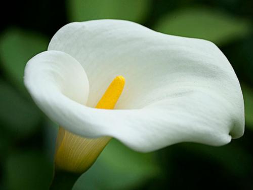 Каллы приметы. Магический цветок: символ и оберег супружеского счастья