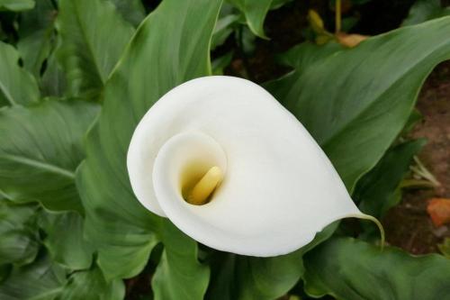 Цветок калла значение по фен шуй. Мистика калл: как цветы привлекают счастье и любовь (поверья и легенды) 03