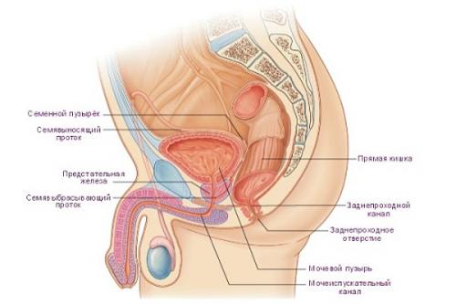 УЗИ малого таза у мужчин, как делают. Что входит в УЗИ органов малого таза у мужчин