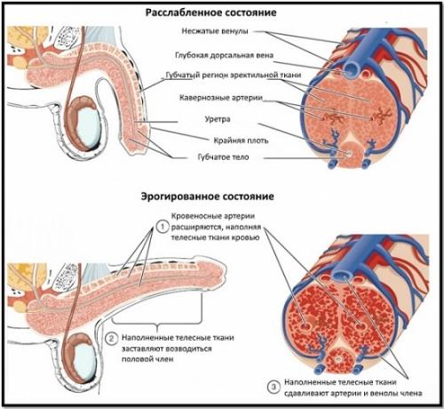 Причины и диагностика эректильной дисфункции. Определение болезни. Причины заболевания 04 Причины и диагностика эректильной дисфункции. Определение болезни. Причины заболевания 04