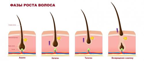 Почему выпадают волосы у девушек и молодых женщин: основные причины 02 Почему выпадают волосы у девушек и молодых женщин: основные причины 02
