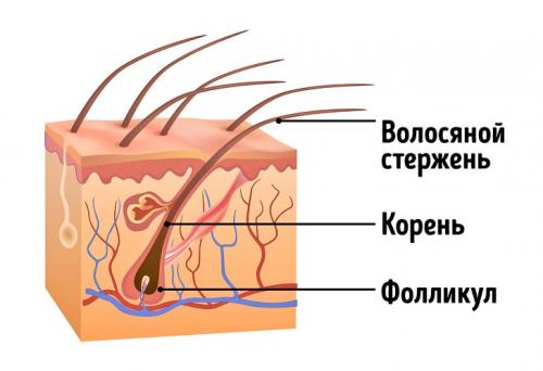 Почему происходит выпадение волос на теле. Алопеция. Причины, симптомы, диагностика и лечение