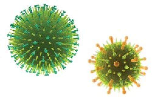 Чеснок для печени вреден. Полезен ли чеснок для печени или вреден — 9 научных фактов