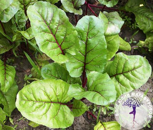 Зелёные Листовые Овощи: Как Они Могут Изменить Ваше Здоровье 06 Зелёные Листовые Овощи: Как Они Могут Изменить Ваше Здоровье 06