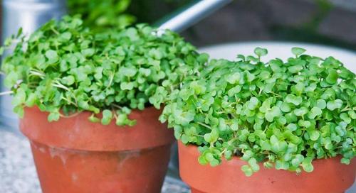 Полезные виды зелени: 7 лучших вариантов для вашего меню 06