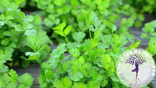 Зелёные Листовые Овощи: Как Они Могут Изменить Ваше Здоровье 08 Зелёные Листовые Овощи: Как Они Могут Изменить Ваше Здоровье 08