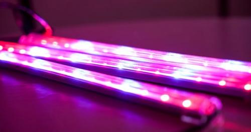 Можно ли выращивать листовую зелень дома для ежедневного употребления. Какую зелень можно вырастить на подоконнике зимой