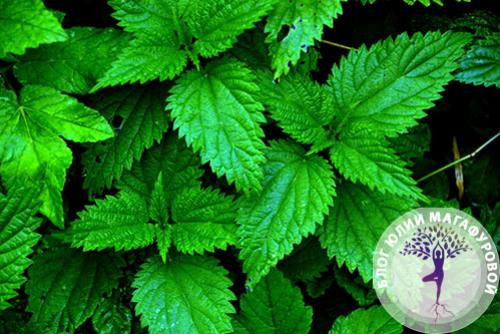 Зелёные Листовые Овощи: Как Они Могут Изменить Ваше Здоровье 07 Зелёные Листовые Овощи: Как Они Могут Изменить Ваше Здоровье 07